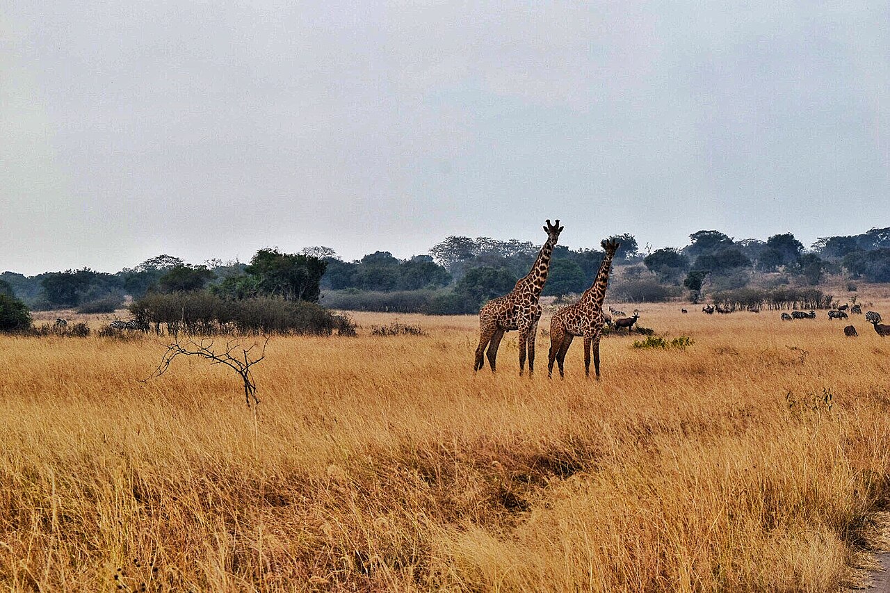 Giraffes in Akagera National Park, Rwanda