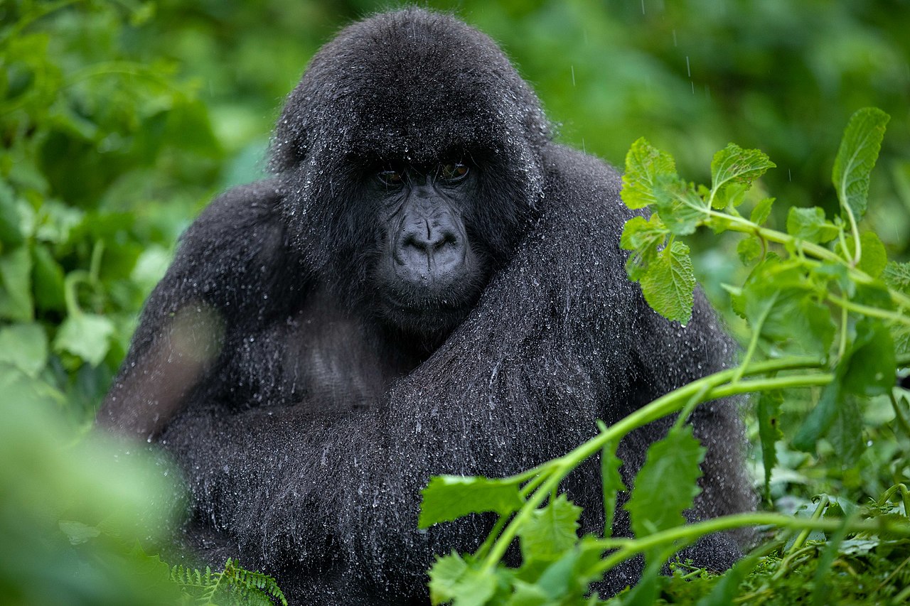 Mountain gorilla in Volcanoes National Park, Rwanda