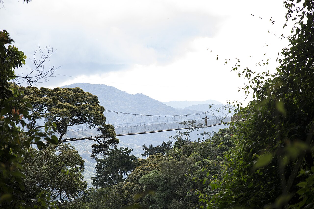 Canopy walkway in Nyungwe Forest, Rwanda